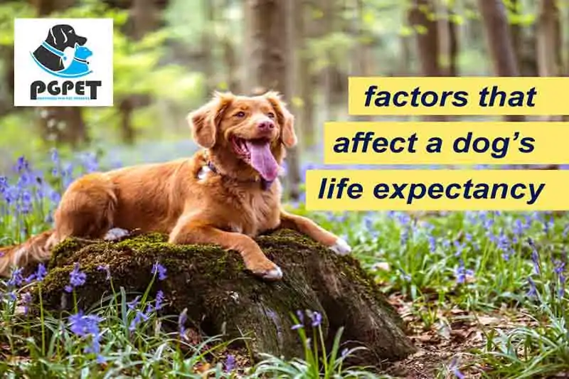 Lifespan of a Dog  | factors that affect a dogs life expectancy